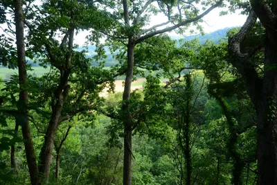 DSC_2750 (Large).JPG